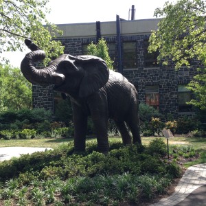 Jumbo: Tufts' Mascot and one of my favorite things to teach about